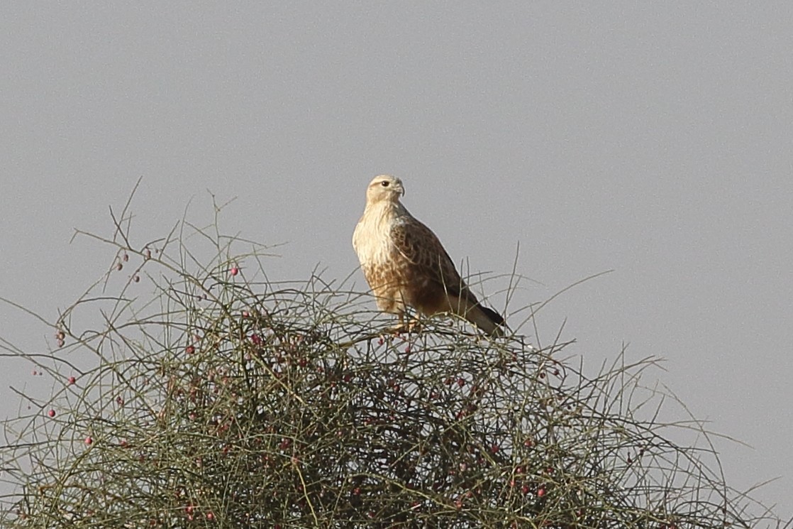 Long-legged Buzzard - ML646566883