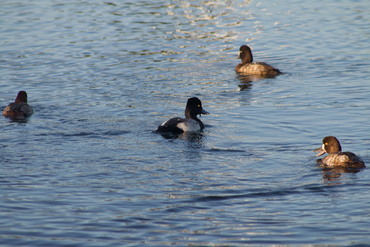 Lesser Scaup - ML646566884