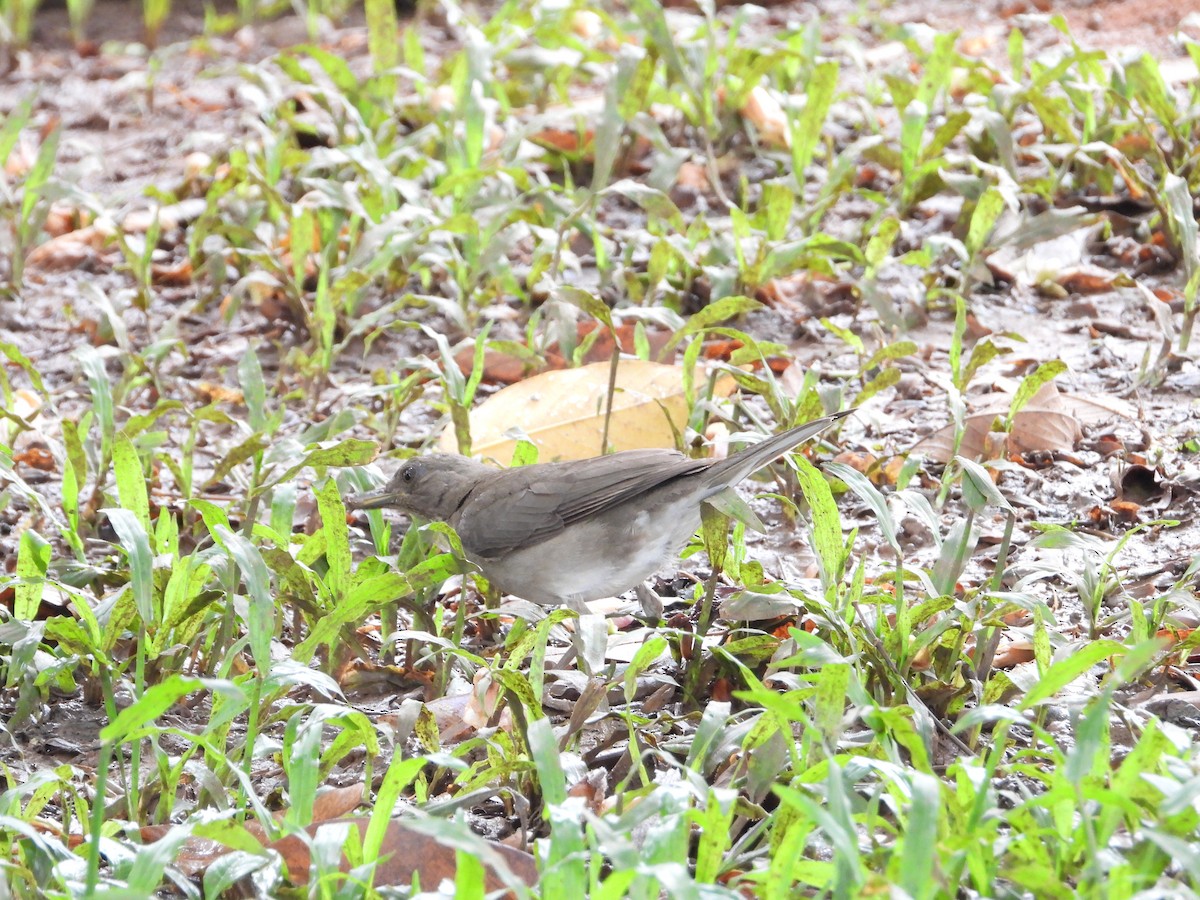 Дрізд чорнодзьобий - ML646566885