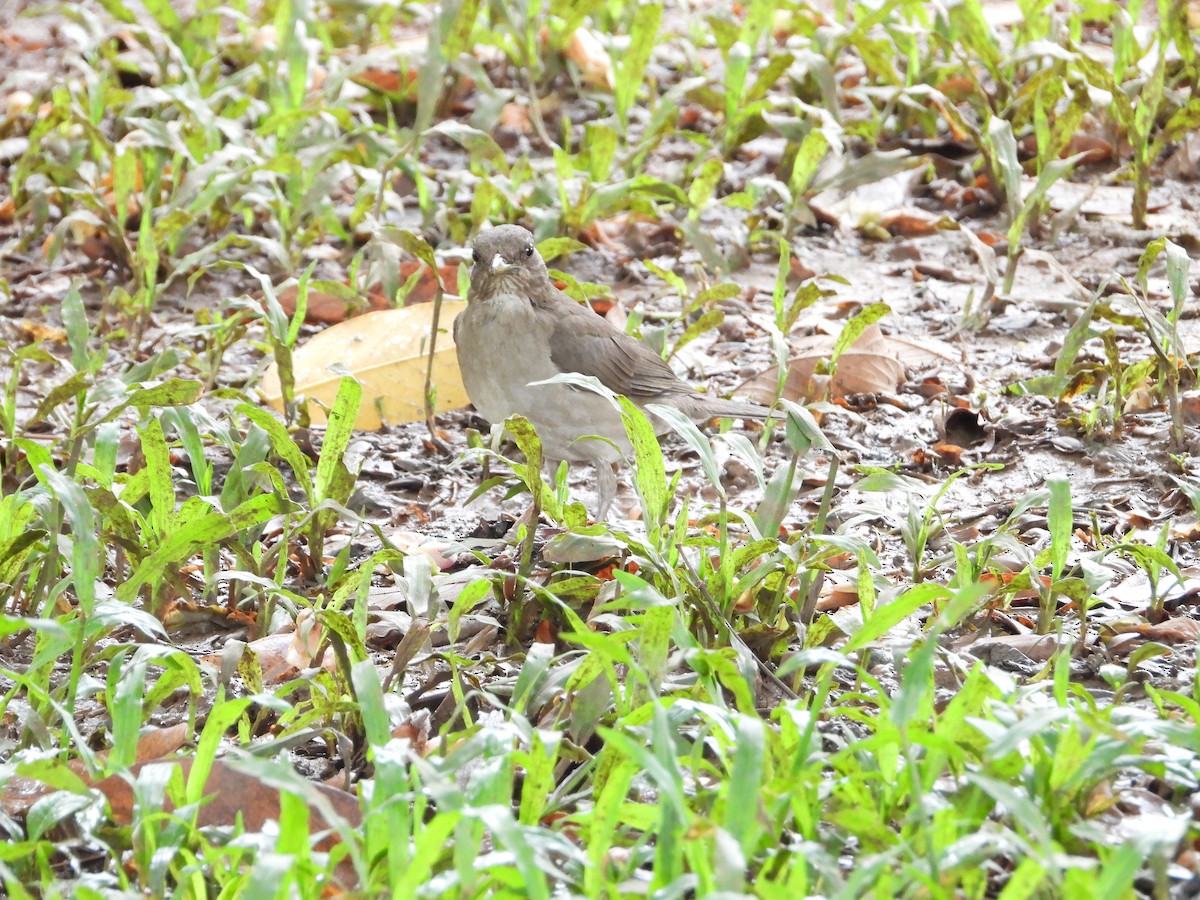 Дрізд чорнодзьобий - ML646566886