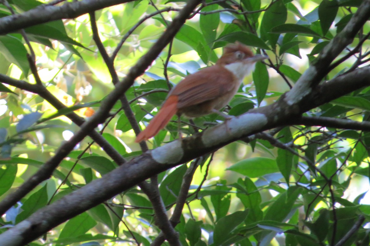 White-eyed Foliage-gleaner - ML646566889