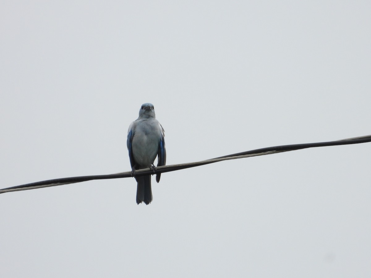 Саяка блакитна - ML646566891