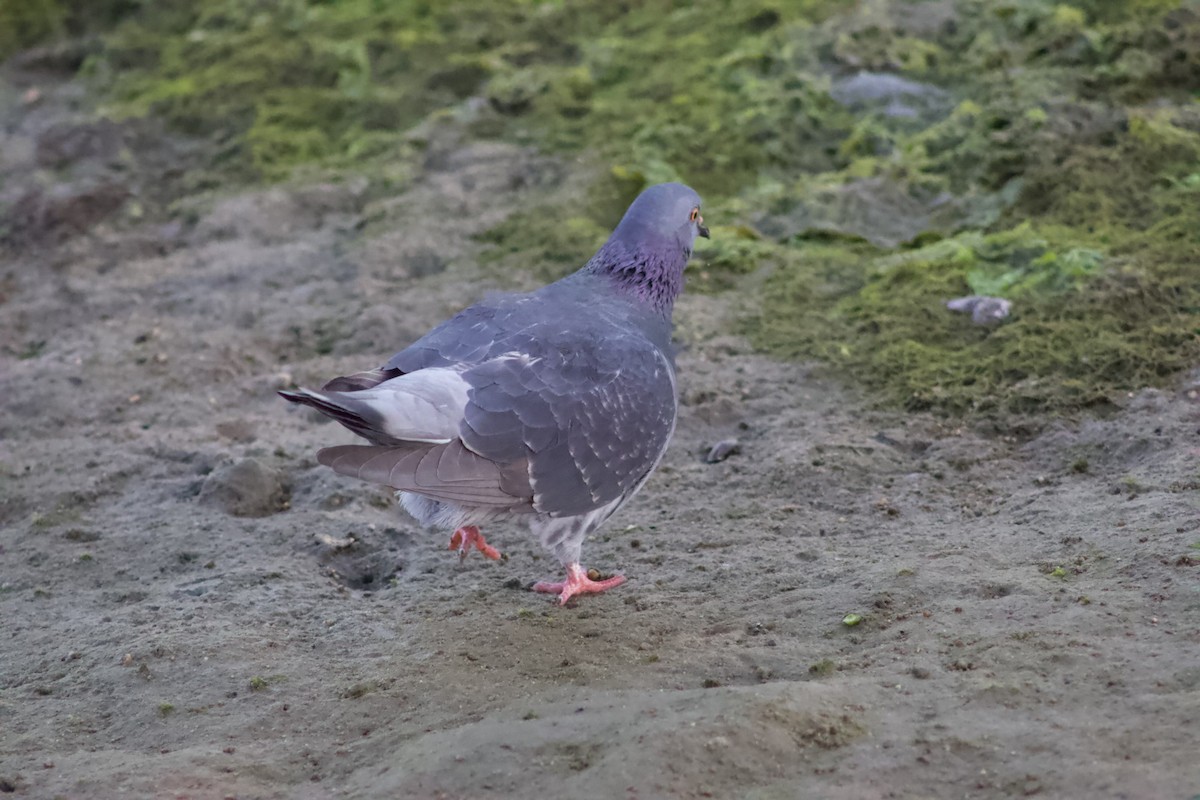Rock Pigeon (Feral Pigeon) - ML646566892
