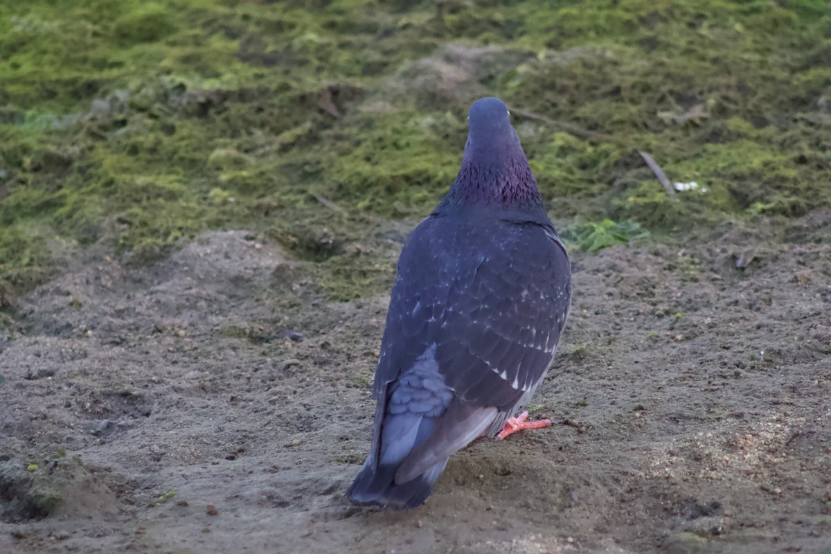 Rock Pigeon (Feral Pigeon) - ML646566893