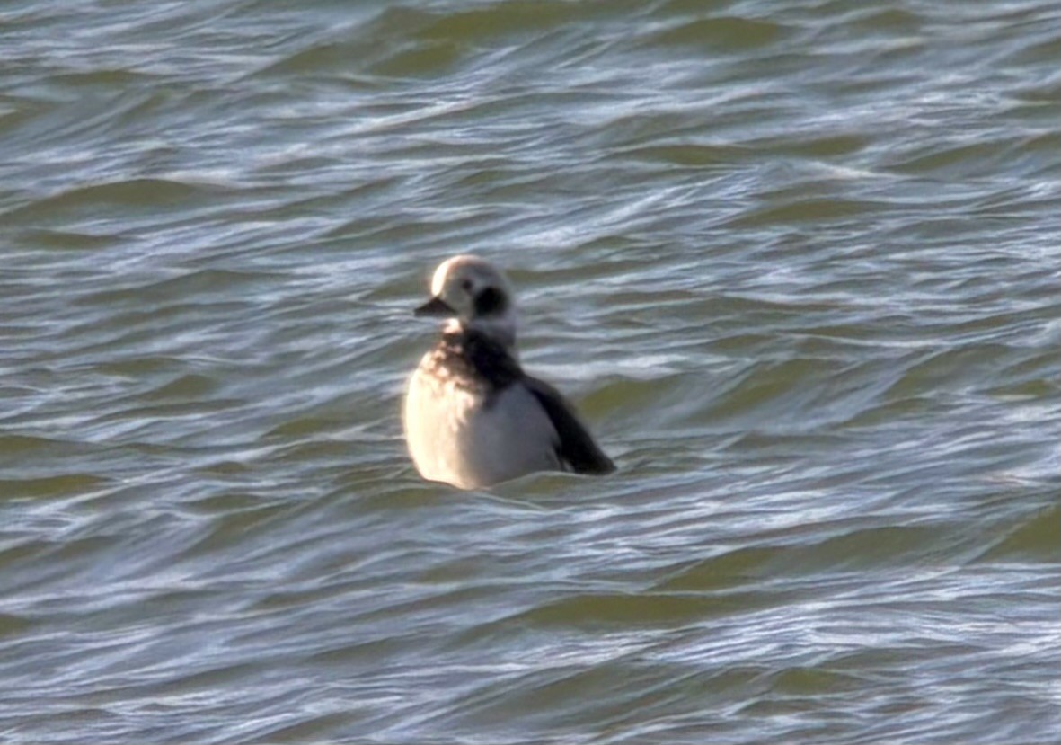 Long-tailed Duck - ML646566896