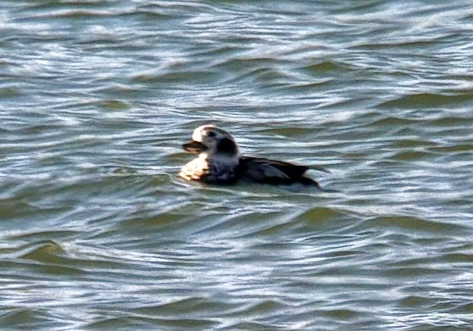 Long-tailed Duck - ML646566897
