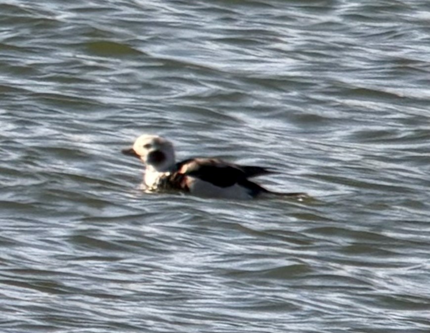 Long-tailed Duck - ML646566898