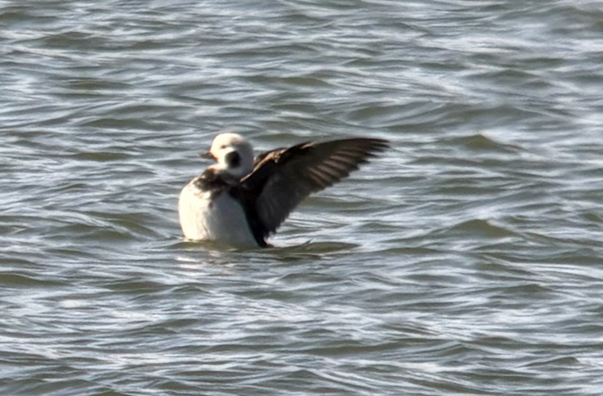 Long-tailed Duck - ML646566899