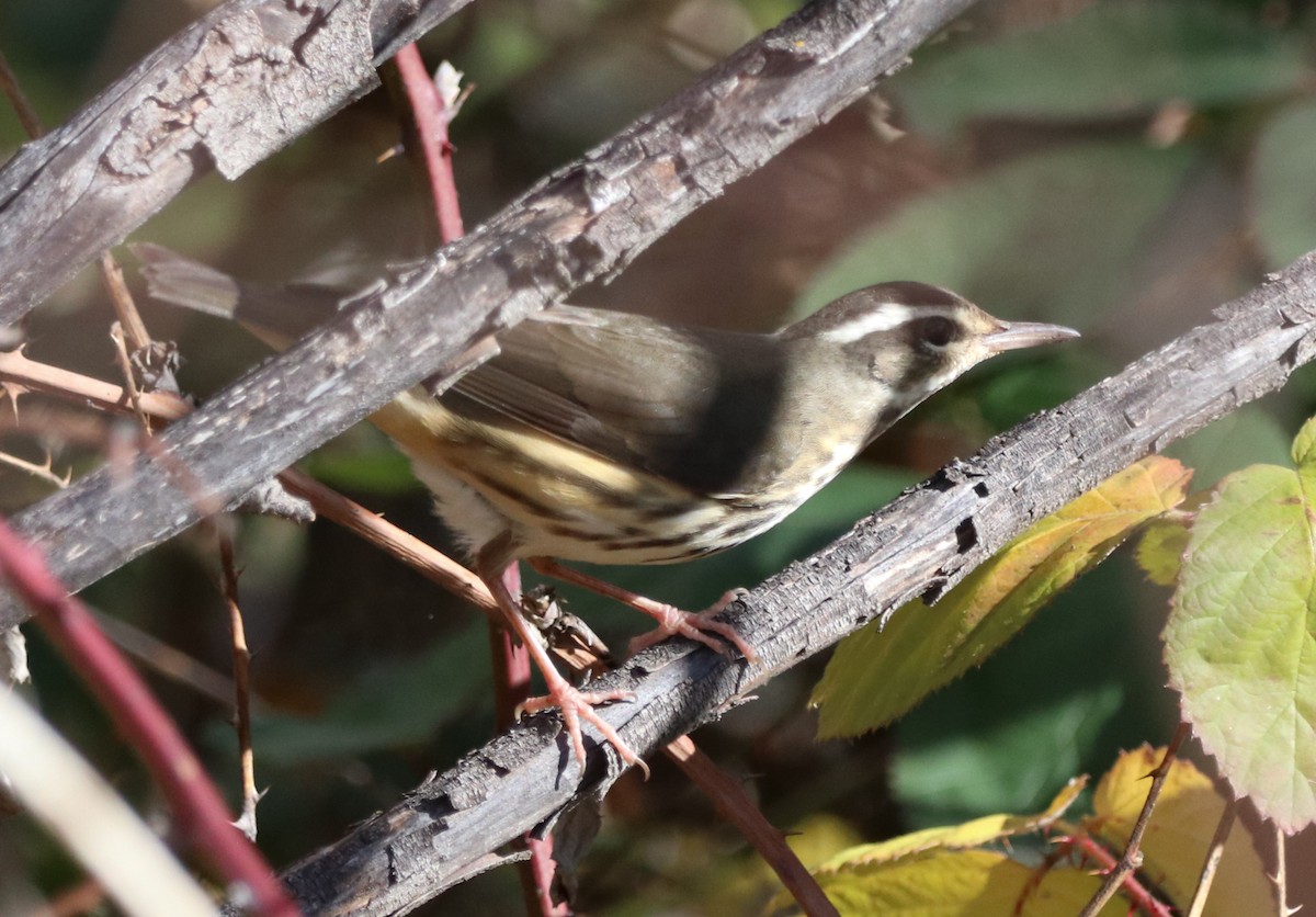 Louisiana Waterthrush - ML646566901