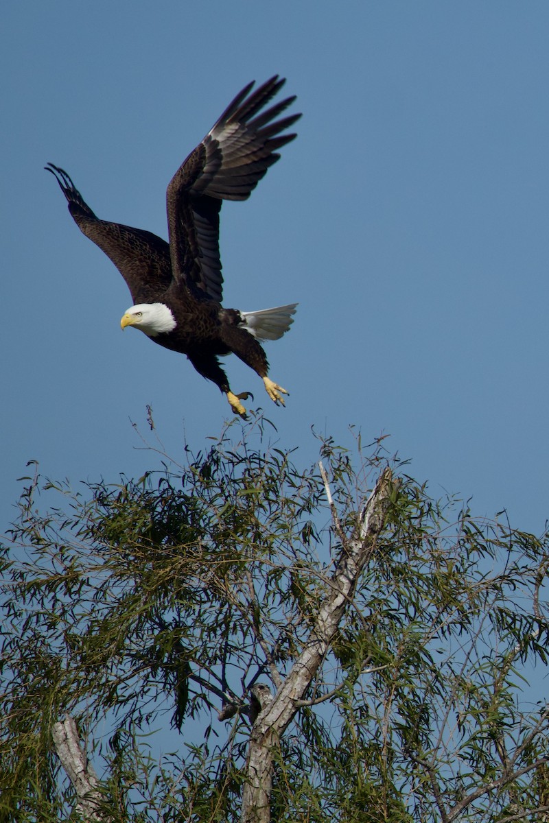 Bald Eagle - ML646566902