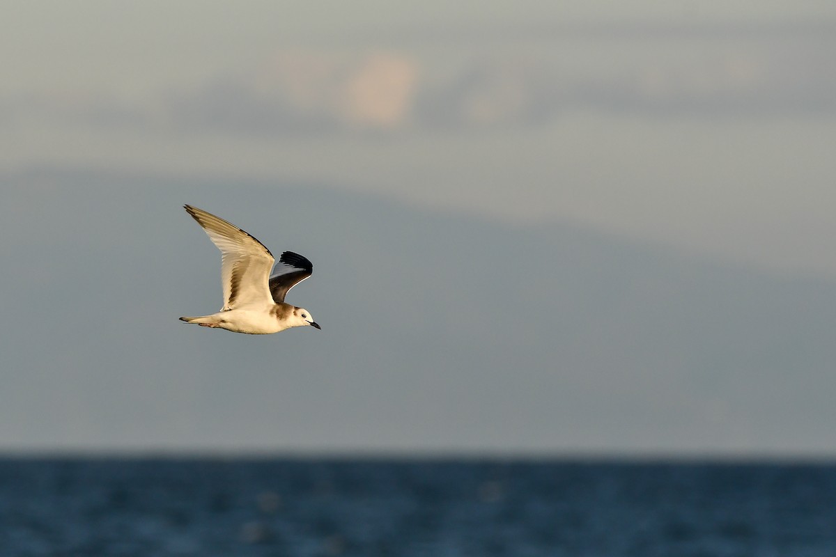 クビワカモメ - ML646566903