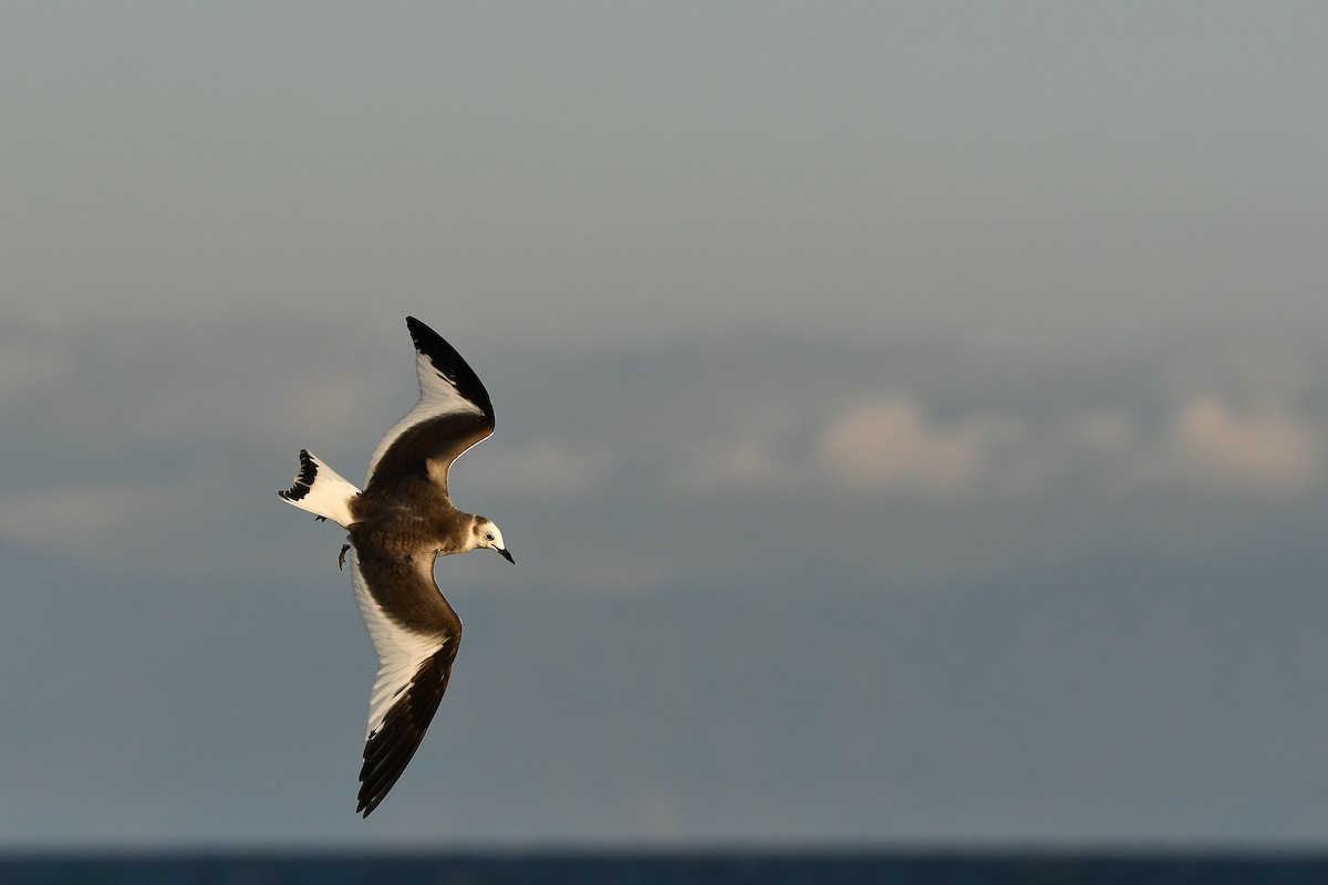 クビワカモメ - ML646566904