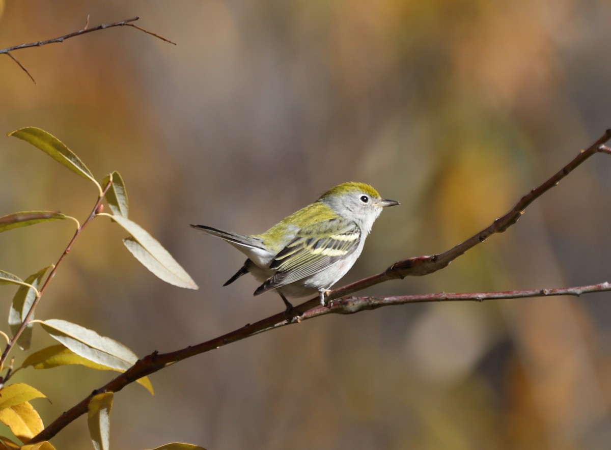 Chestnut-sided Warbler - ML646566906