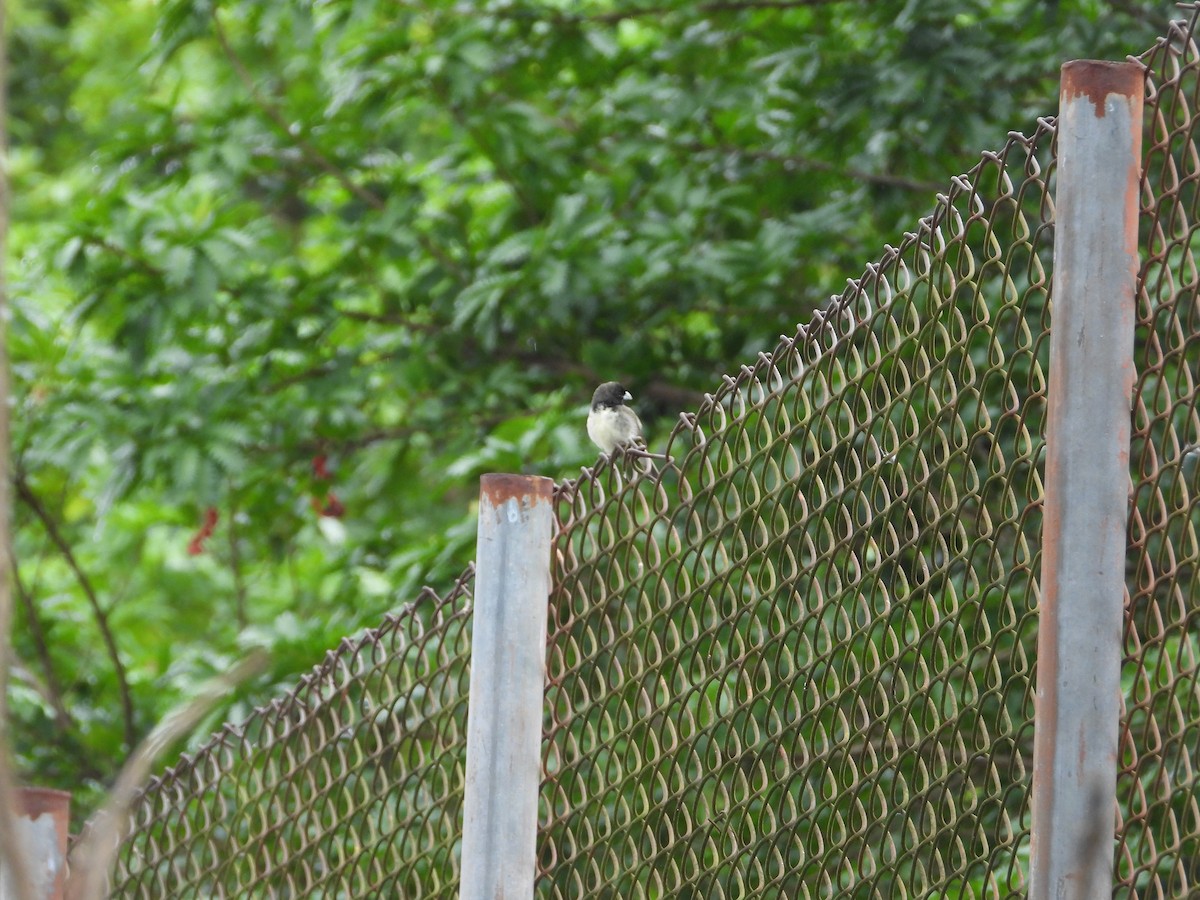 Зерноїд чорнощокий - ML646566908