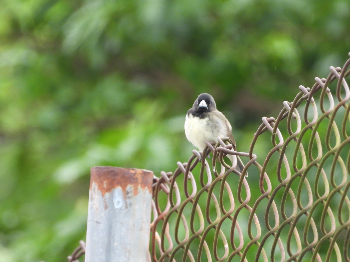 Зерноїд чорнощокий - ML646566909