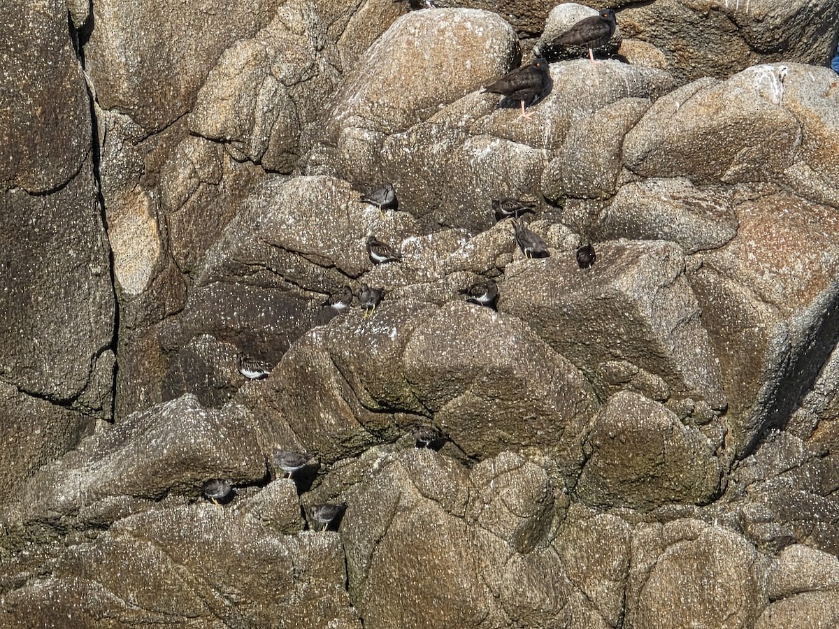 Wandering Tattler - ML646566921