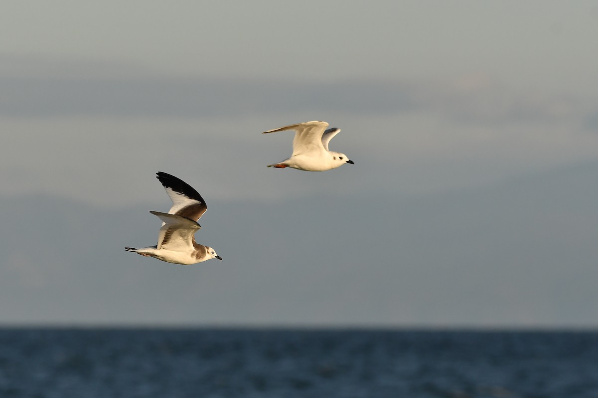 クビワカモメ - ML646566923