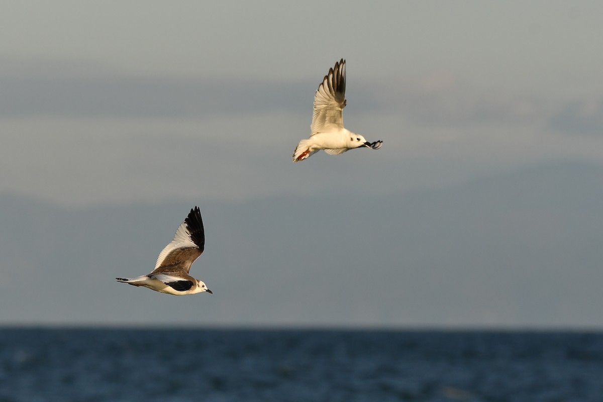 クビワカモメ - ML646566924