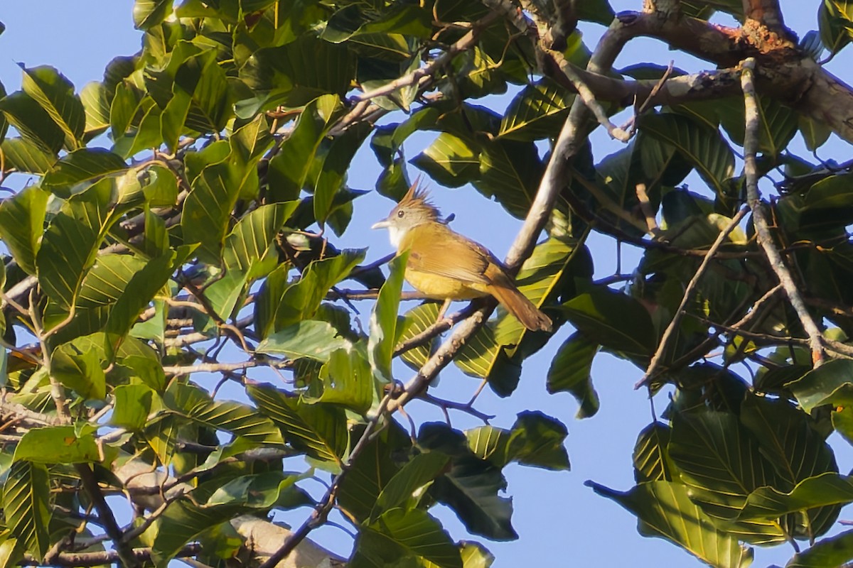 ノドジロカンムリヒヨドリ - ML646566927