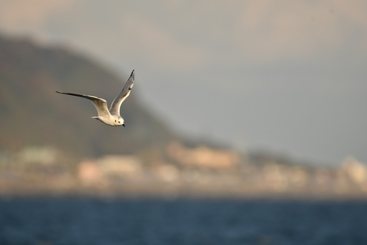 ズグロカモメ - ML646566941