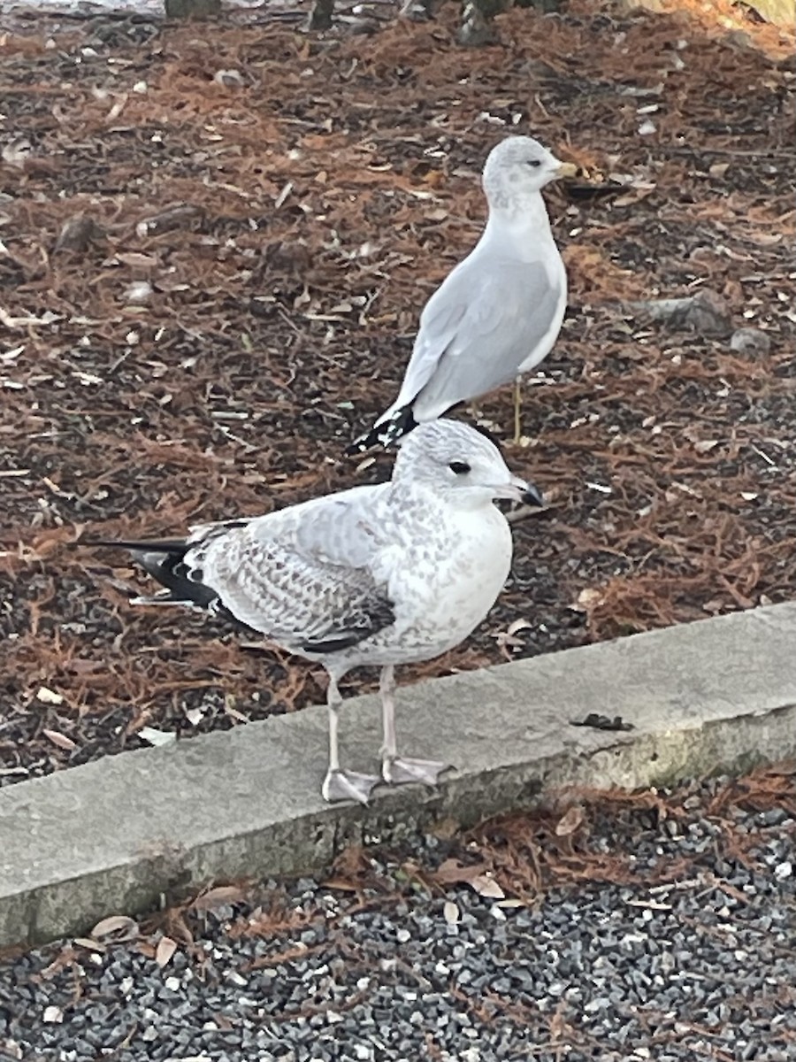 Ring-billed Gull - ML646566943