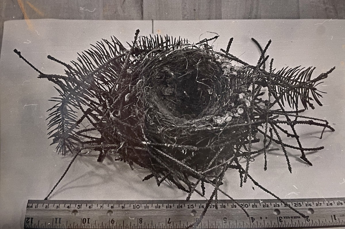 Red Crossbill - ML646566947