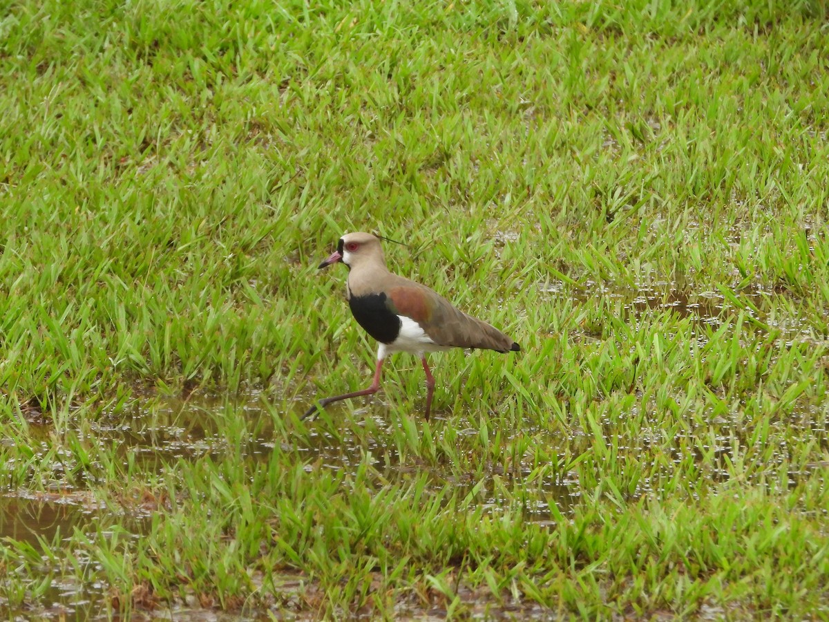 Чайка чилійська - ML646566949