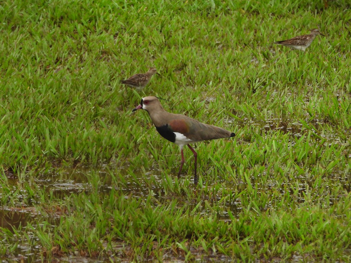 Чайка чилійська - ML646566950