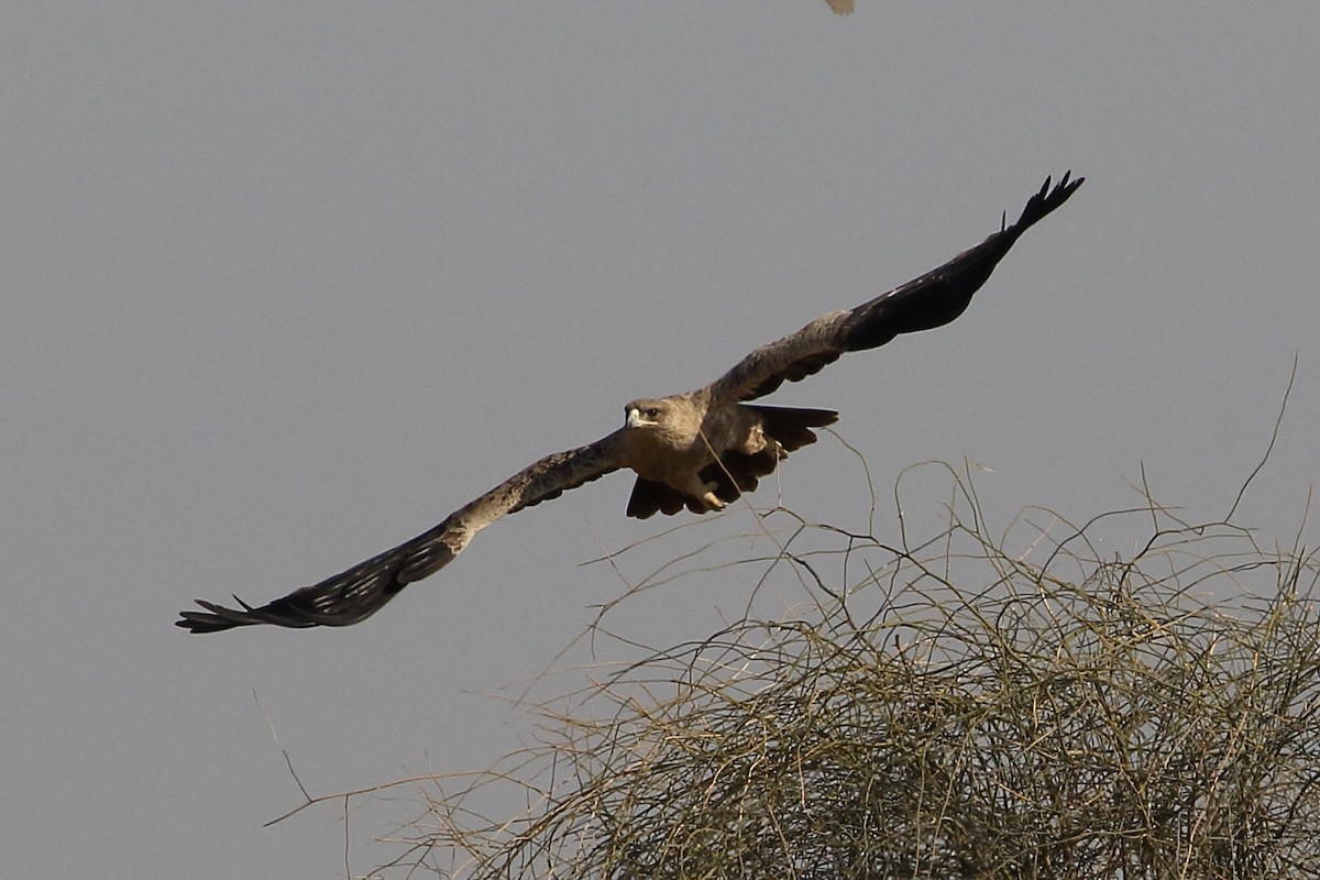 Tawny Eagle - ML646566951