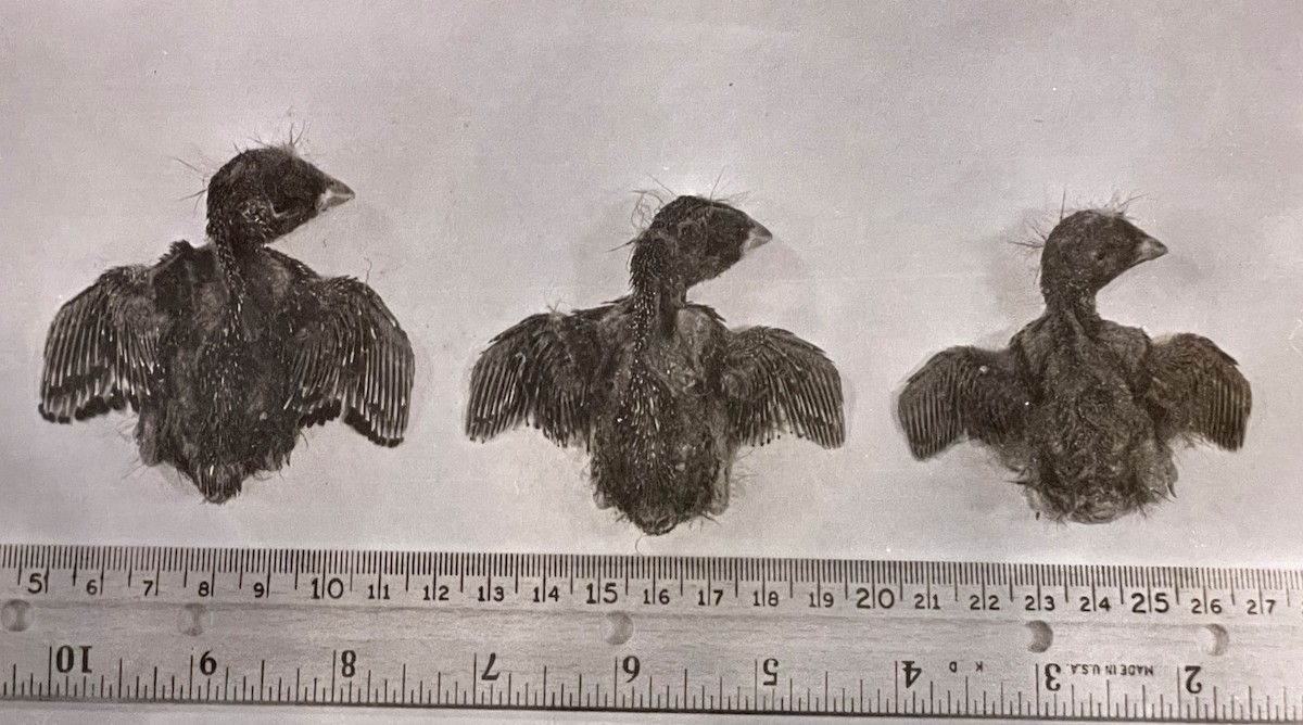 Red Crossbill - ML646566953