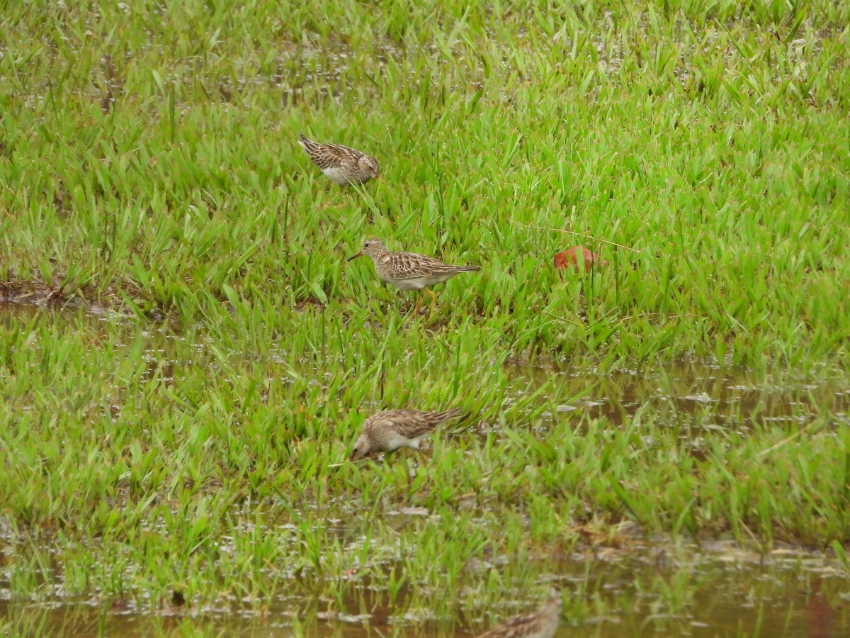 Побережник арктичний - ML646566954
