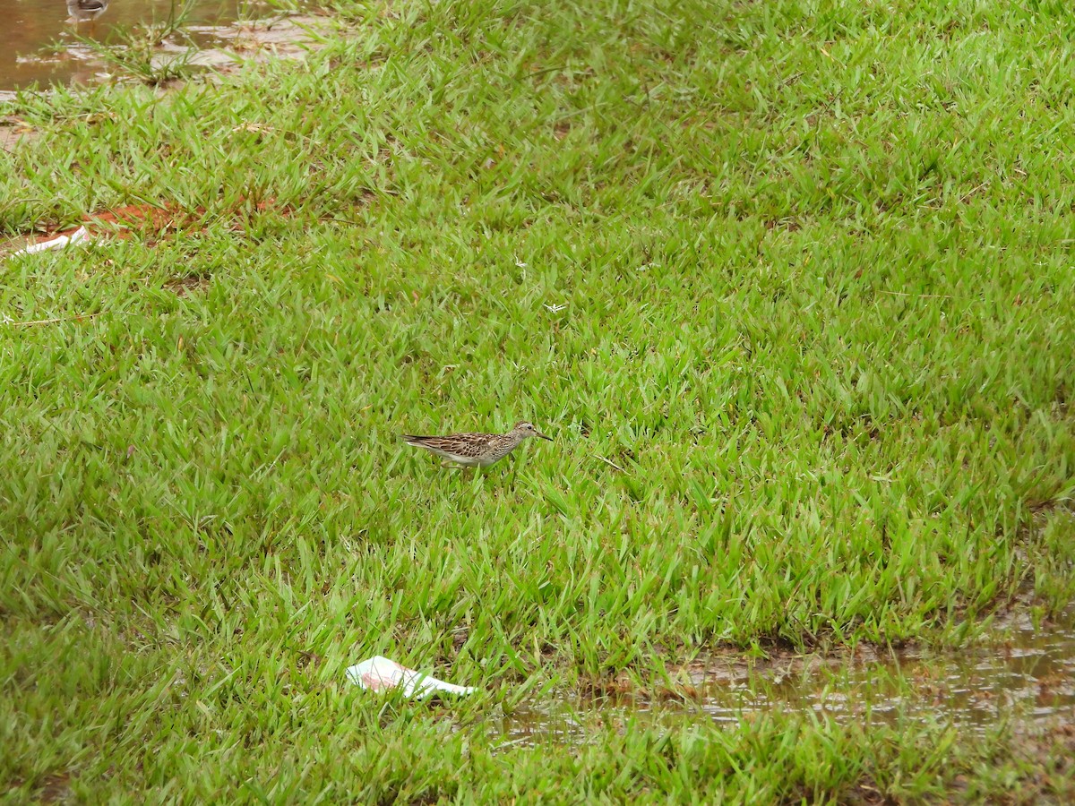 Побережник арктичний - ML646566955