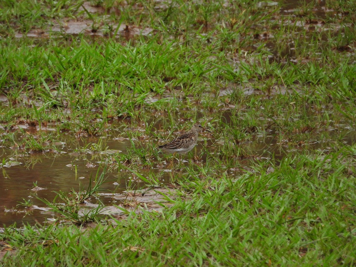 Побережник арктичний - ML646566956