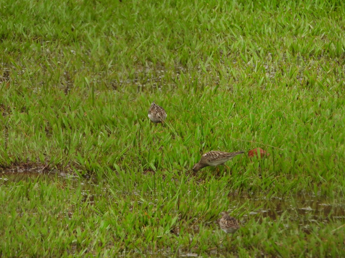 Побережник арктичний - ML646566957