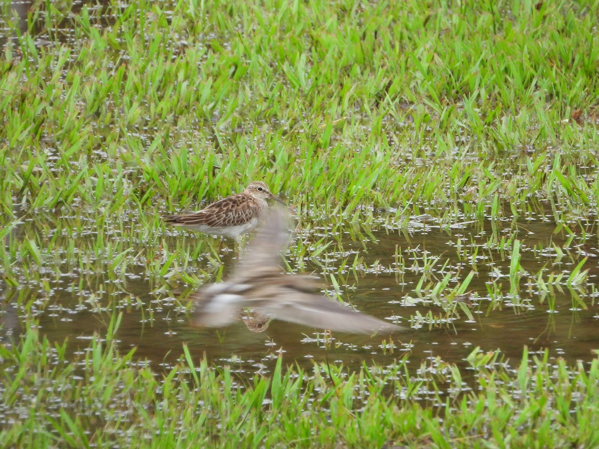 Побережник арктичний - ML646566958
