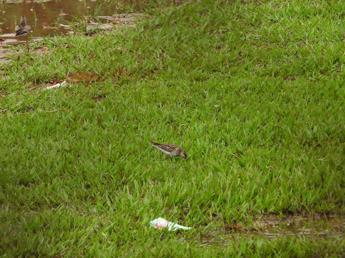 Побережник арктичний - ML646566959