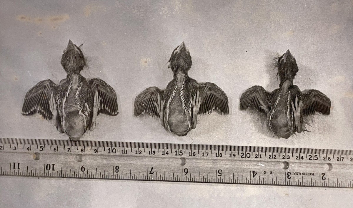 Red Crossbill - ML646566960