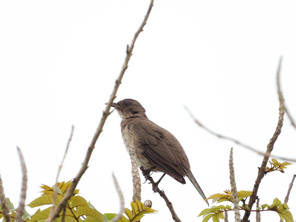 Дрізд чорнодзьобий - ML646566962