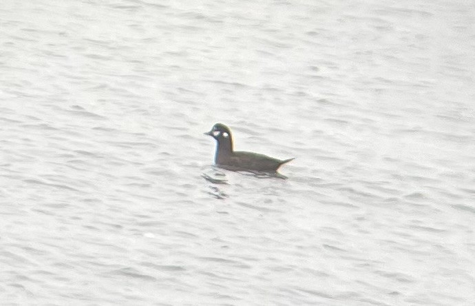 Palyaço Ördeği - ML646566967