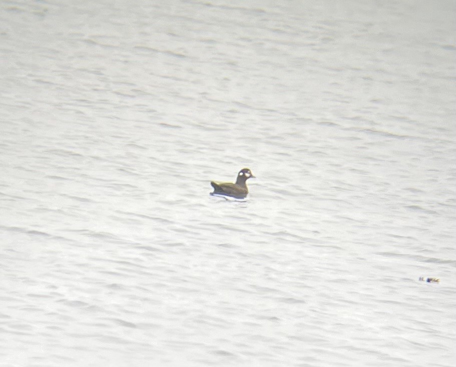 Palyaço Ördeği - ML646566968