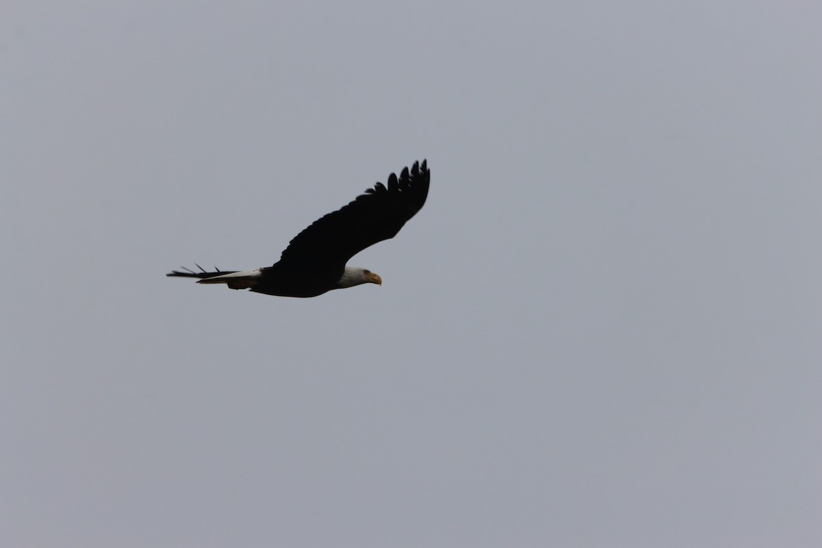 Bald Eagle - ML646566973