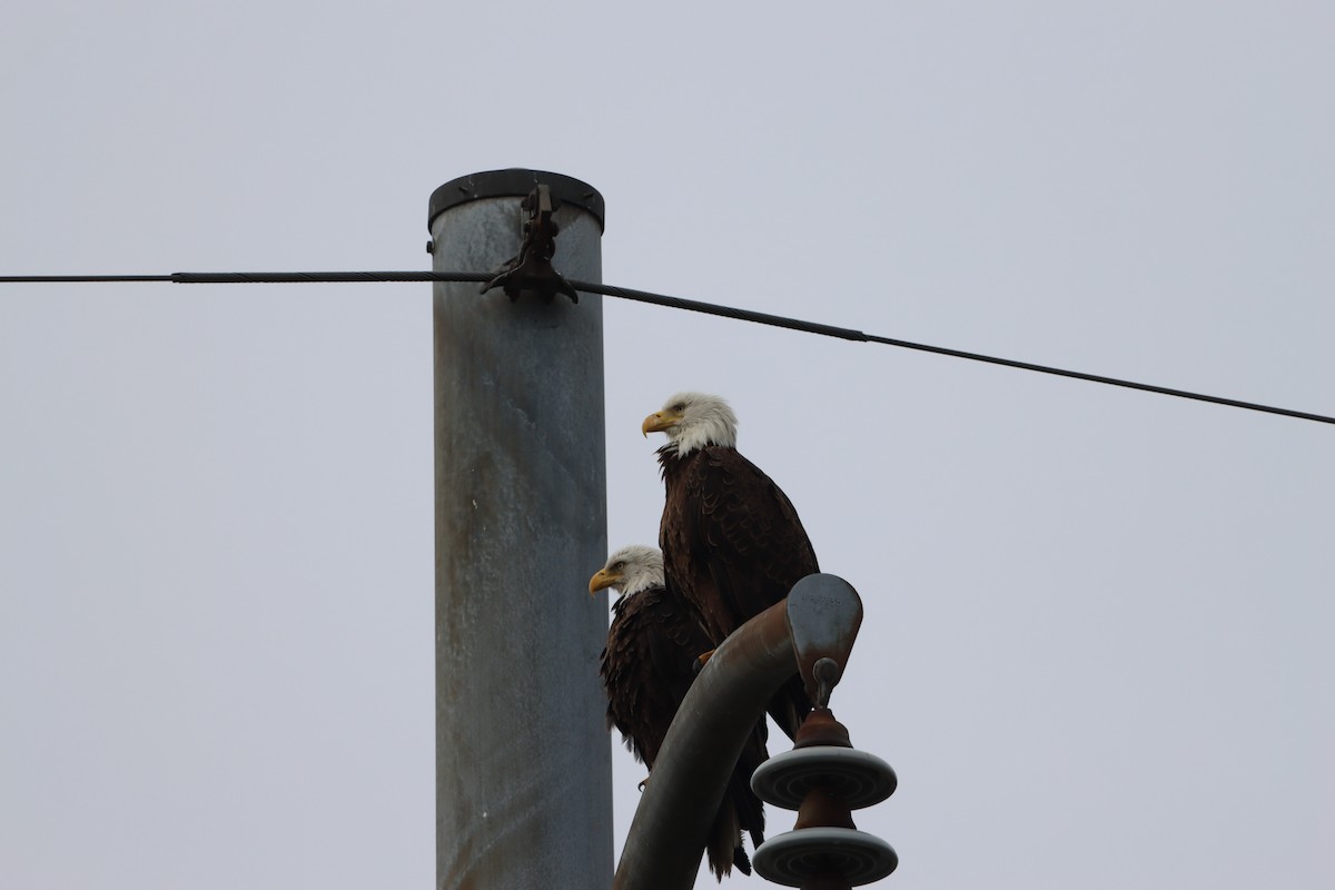 Bald Eagle - ML646566974