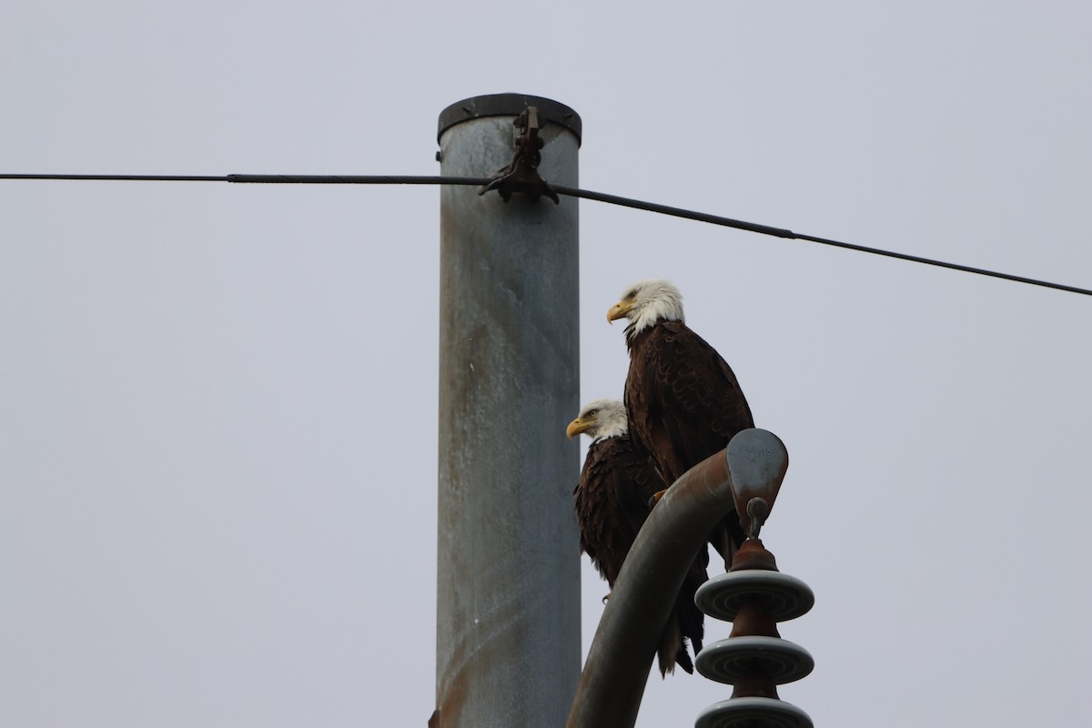 Bald Eagle - ML646566975