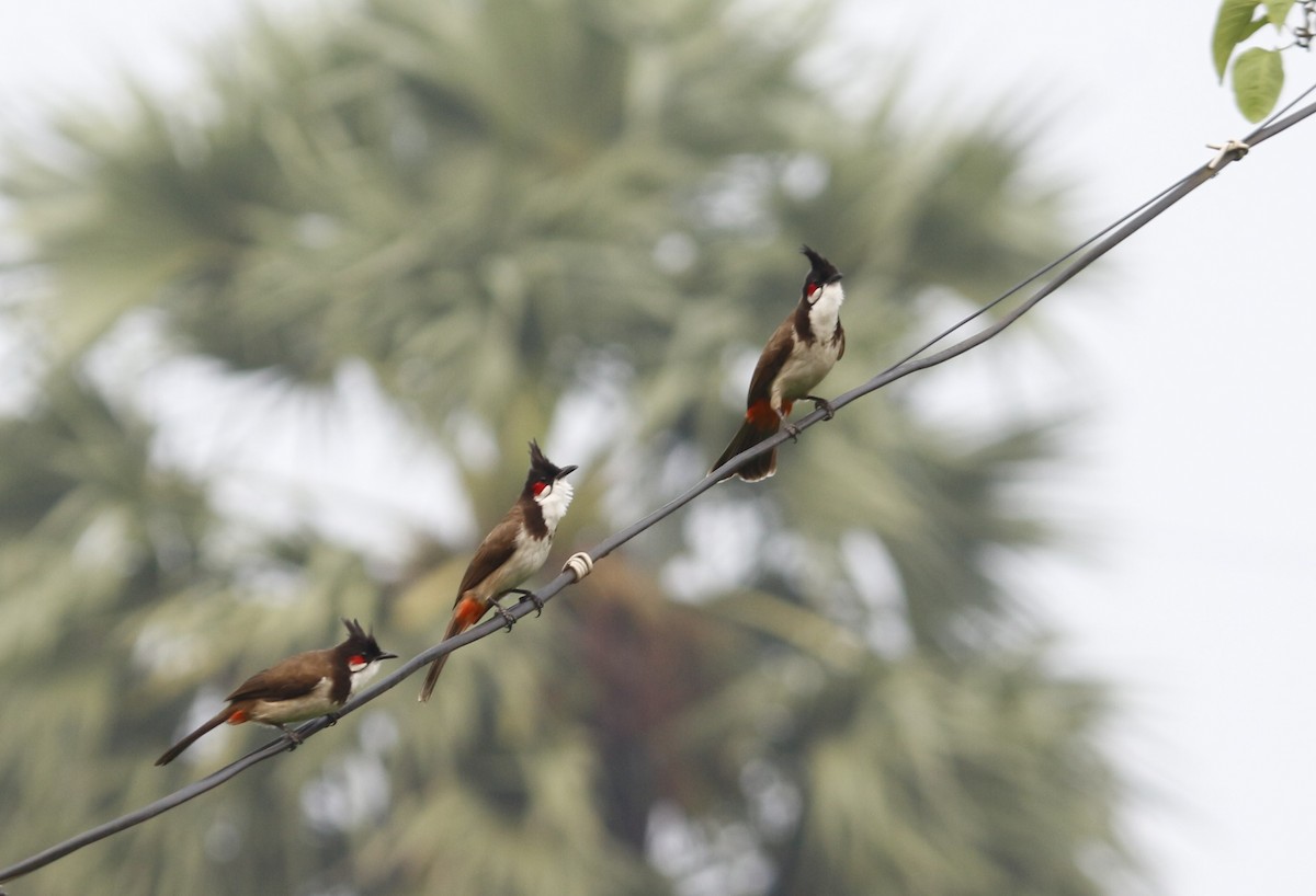 コウラウン - ML646566978