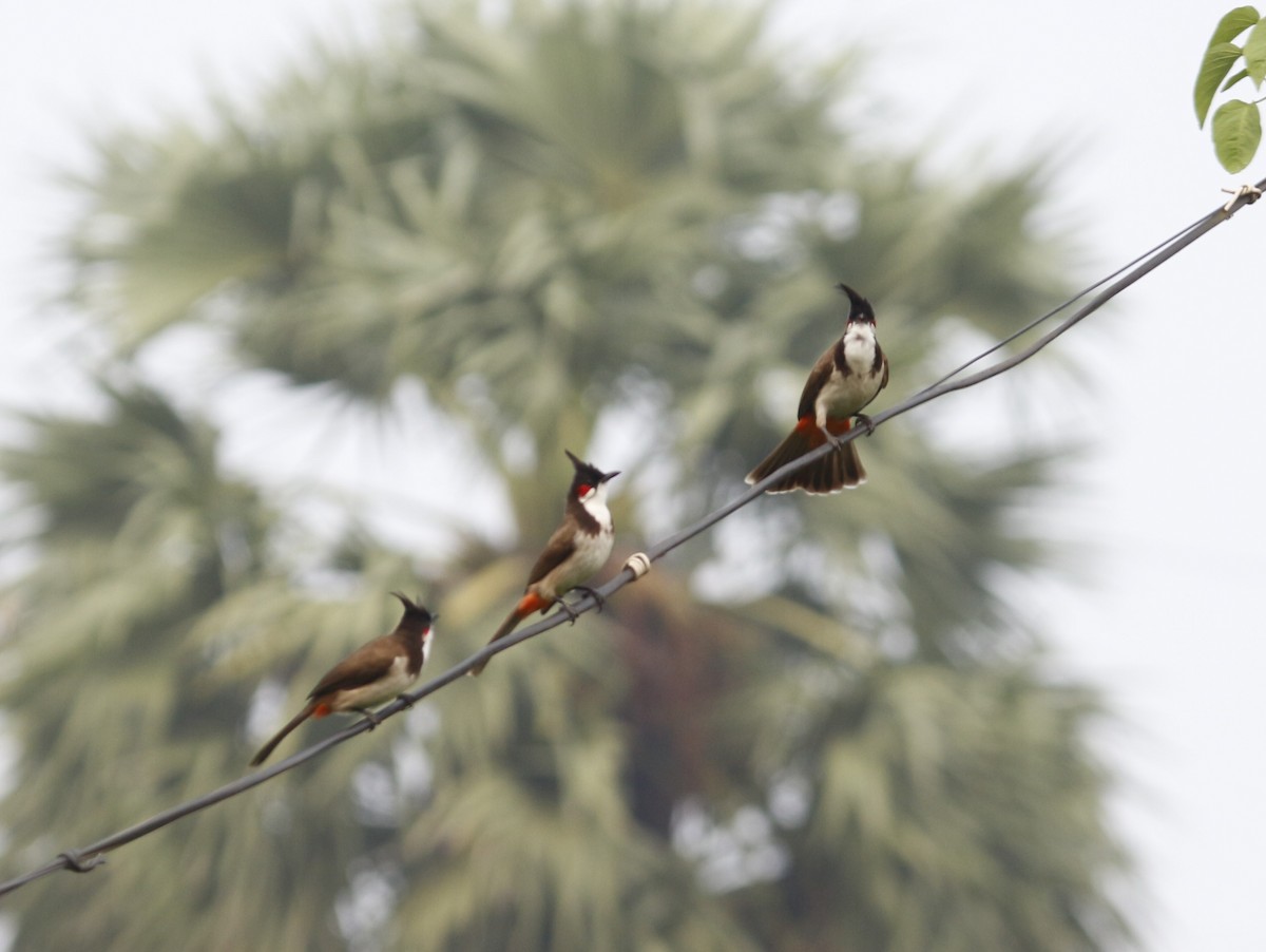 コウラウン - ML646566979