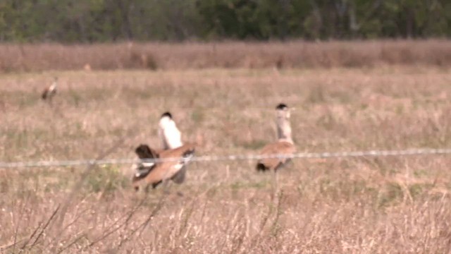 Australian Bustard - ML646566980