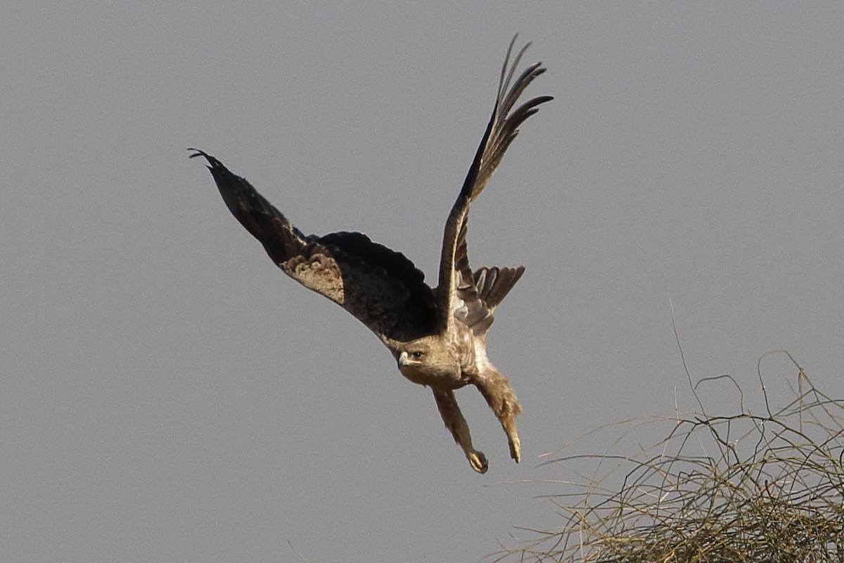 Tawny Eagle - ML646566985