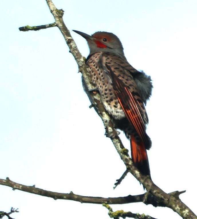 Northern Flicker - ML646567007