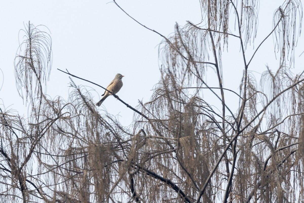 Gray-necked Bunting - ML646567009