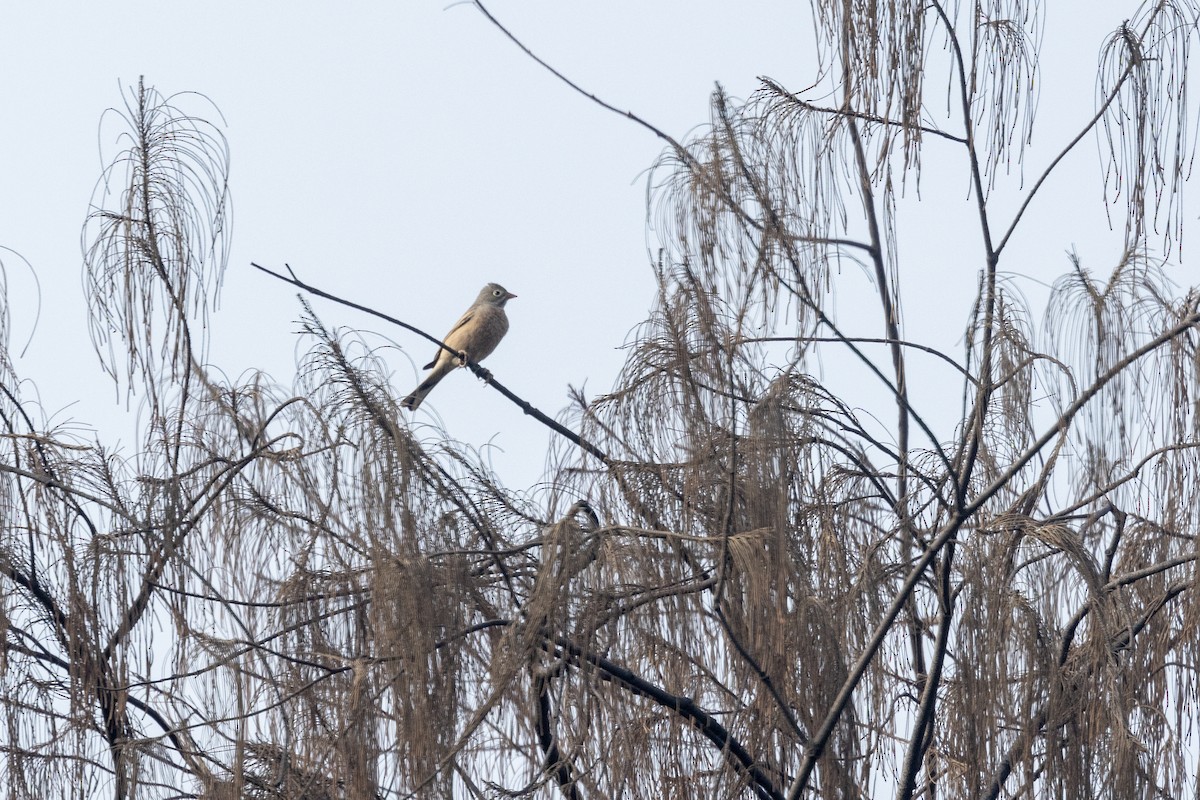 Gray-necked Bunting - ML646567011